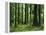 Virgin Sitka Spruce, Hoh Rain Forest, Olympic National Forest, Washington, USA-Charles Gurche-Framed Premier Image Canvas