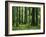 Virgin Sitka Spruce, Hoh Rain Forest, Olympic National Forest, Washington, USA-Charles Gurche-Framed Photographic Print