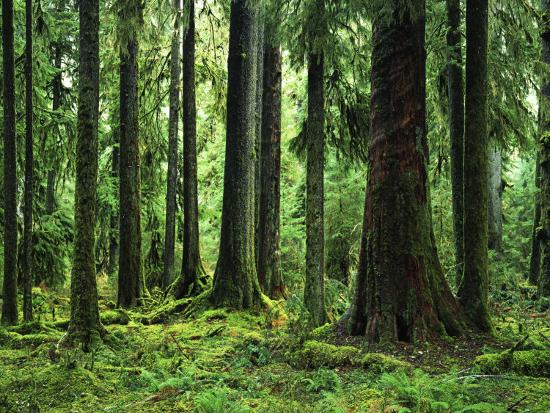 'Virgin Sitka Spruce, Hoh Rain Forest, Olympic National Forest ...