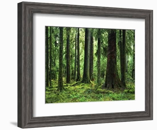 Virgin Sitka Spruce, Hoh Rain Forest, Olympic National Forest, Washington, USA-Charles Gurche-Framed Photographic Print