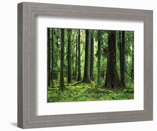 Virgin Sitka Spruce, Hoh Rain Forest, Olympic National Forest, Washington, USA-Charles Gurche-Framed Photographic Print