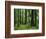 Virgin Sitka Spruce, Hoh Rain Forest, Olympic National Forest, Washington, USA-Charles Gurche-Framed Photographic Print