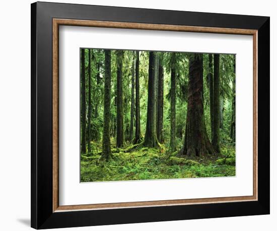 Virgin Sitka Spruce, Hoh Rain Forest, Olympic National Forest, Washington, USA-Charles Gurche-Framed Photographic Print