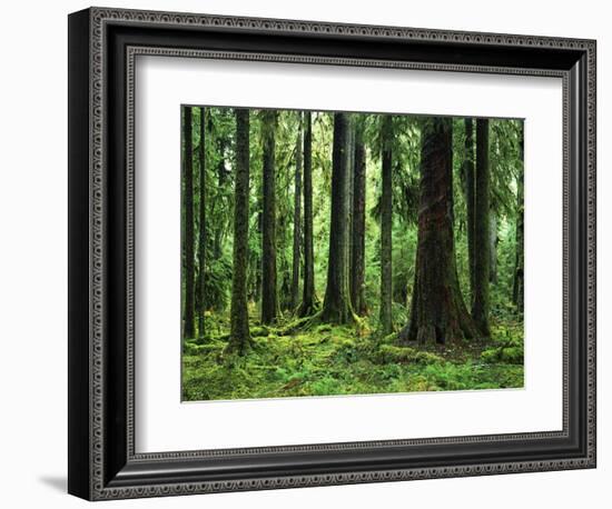 Virgin Sitka Spruce, Hoh Rain Forest, Olympic National Forest, Washington, USA-Charles Gurche-Framed Photographic Print