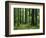 Virgin Sitka Spruce, Hoh Rain Forest, Olympic National Forest, Washington, USA-Charles Gurche-Framed Photographic Print