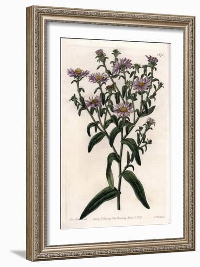 Virginia Aster or Harvester - Plate Engraved by S.Watts, from an Illustration by Sarah Anne Drake (-Sydenham Teast Edwards-Framed Giclee Print