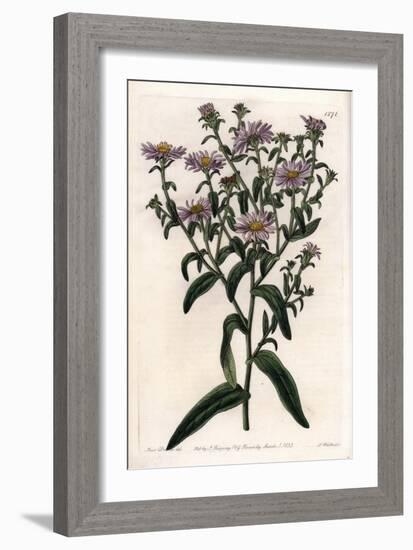 Virginia Aster or Harvester - Plate Engraved by S.Watts, from an Illustration by Sarah Anne Drake (-Sydenham Teast Edwards-Framed Giclee Print