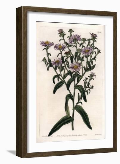 Virginia Aster or Harvester - Plate Engraved by S.Watts, from an Illustration by Sarah Anne Drake (-Sydenham Teast Edwards-Framed Giclee Print