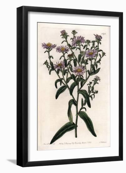 Virginia Aster or Harvester - Plate Engraved by S.Watts, from an Illustration by Sarah Anne Drake (-Sydenham Teast Edwards-Framed Giclee Print