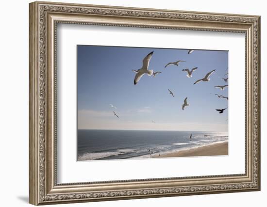 Virginia Beach, Virginia. Flock of Seagulls Fly over a Beach-Jolly Sienda-Framed Photographic Print