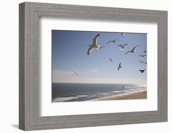 Virginia Beach, Virginia. Flock of Seagulls Fly over a Beach-Jolly Sienda-Framed Photographic Print