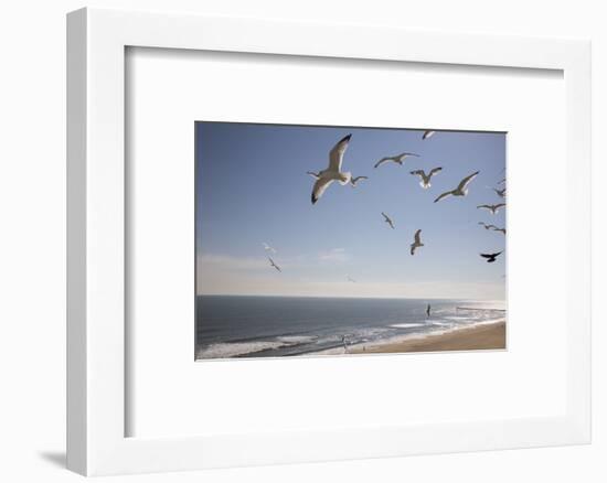 Virginia Beach, Virginia. Flock of Seagulls Fly over a Beach-Jolly Sienda-Framed Photographic Print