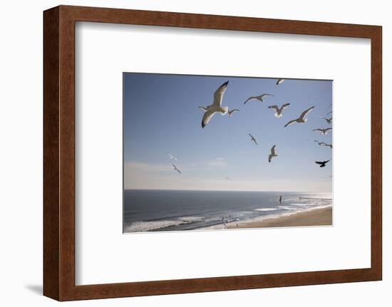 Virginia Beach, Virginia. Flock of Seagulls Fly over a Beach-Jolly Sienda-Framed Photographic Print