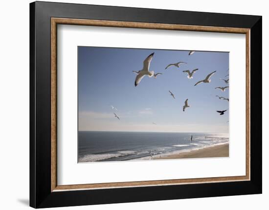 Virginia Beach, Virginia. Flock of Seagulls Fly over a Beach-Jolly Sienda-Framed Photographic Print