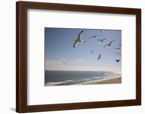 Virginia Beach, Virginia. Flock of Seagulls Fly over a Beach-Jolly Sienda-Framed Premium Photographic Print