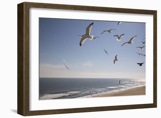 Virginia Beach, Virginia. Flock of Seagulls Fly over a Beach-Jolly Sienda-Framed Photographic Print