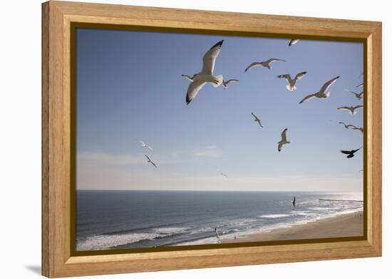 Virginia Beach, Virginia. Flock of Seagulls Fly over a Beach-Jolly Sienda-Framed Premier Image Canvas