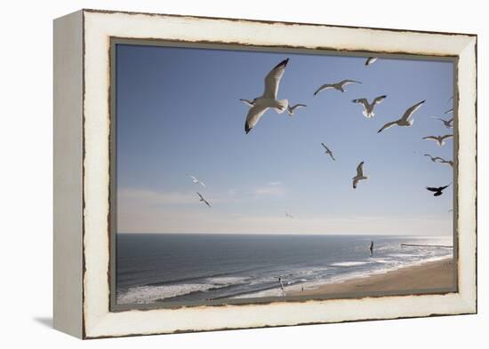 Virginia Beach, Virginia. Flock of Seagulls Fly over a Beach-Jolly Sienda-Framed Premier Image Canvas