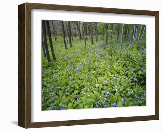 Virginia Bluebells Growing in Forest, Jessamine Creek Gorge, Kentucky, USA-Adam Jones-Framed Photographic Print