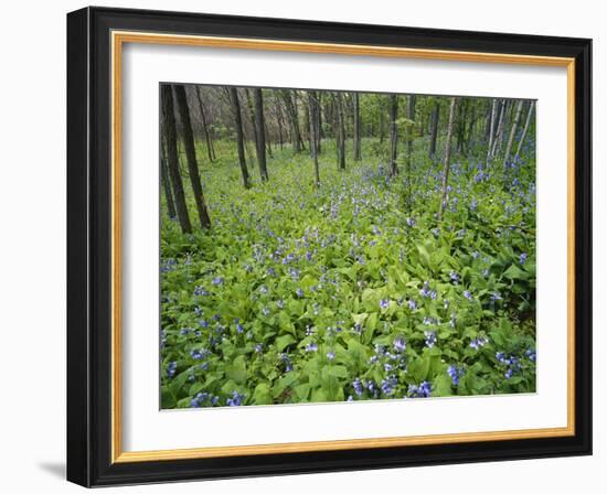 Virginia Bluebells Growing in Forest, Jessamine Creek Gorge, Kentucky, USA-Adam Jones-Framed Photographic Print