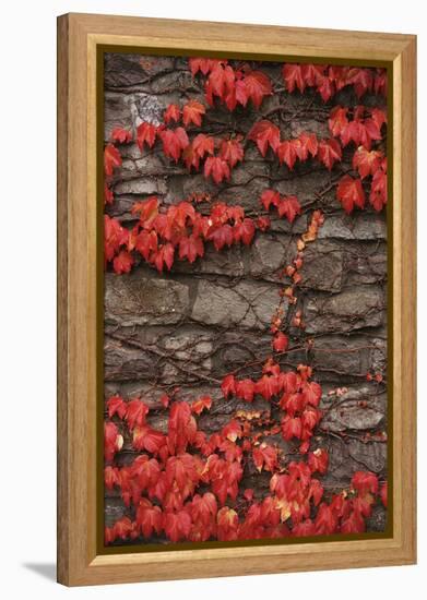 Virginia Creeper (Parthenocissus Quinquefolia) on Stone Wall. UK, Europe-null-Framed Premier Image Canvas