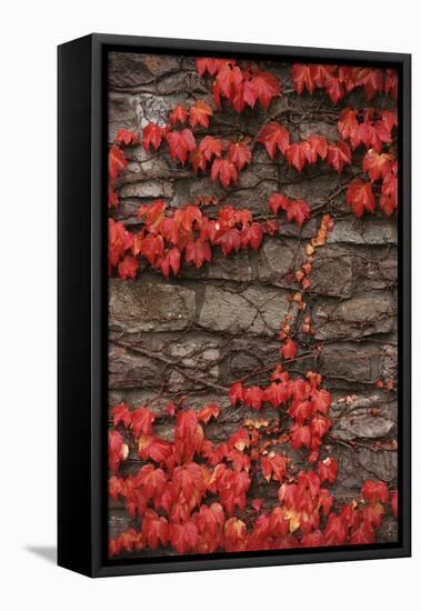 Virginia Creeper (Parthenocissus Quinquefolia) on Stone Wall. UK, Europe-null-Framed Premier Image Canvas