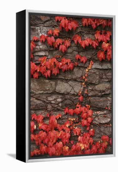 Virginia Creeper (Parthenocissus Quinquefolia) on Stone Wall. UK, Europe-null-Framed Premier Image Canvas