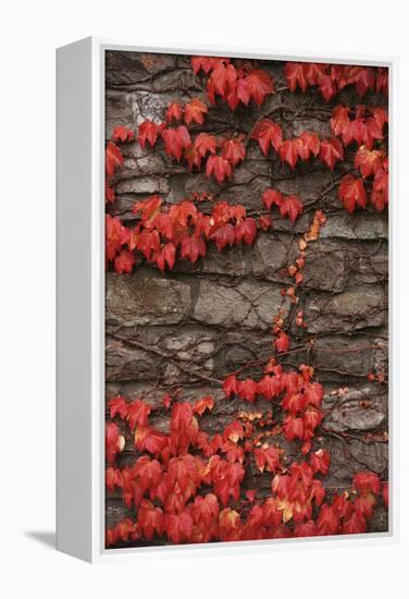 Virginia Creeper (Parthenocissus Quinquefolia) on Stone Wall. UK, Europe-null-Framed Premier Image Canvas