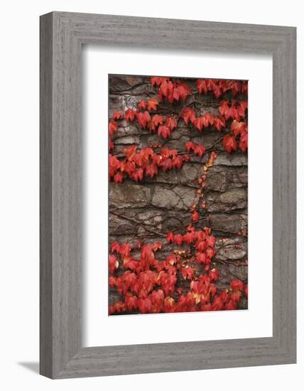 Virginia Creeper (Parthenocissus Quinquefolia) on Stone Wall. UK, Europe-null-Framed Photographic Print