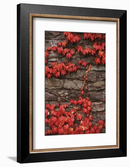 Virginia Creeper (Parthenocissus Quinquefolia) on Stone Wall. UK, Europe-null-Framed Photographic Print