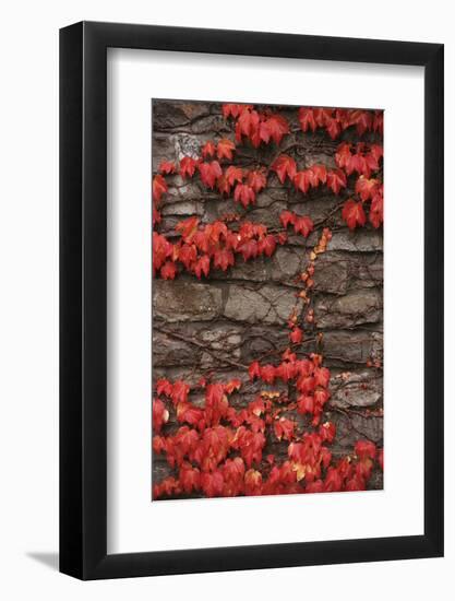 Virginia Creeper (Parthenocissus Quinquefolia) on Stone Wall. UK, Europe-null-Framed Photographic Print