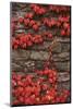 Virginia Creeper (Parthenocissus Quinquefolia) on Stone Wall. UK, Europe-null-Mounted Photographic Print