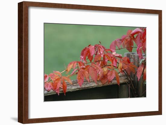 Virginia Creeper-Archie Young-Framed Photographic Print