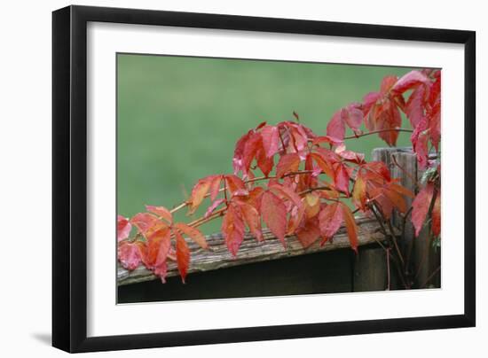 Virginia Creeper-Archie Young-Framed Photographic Print