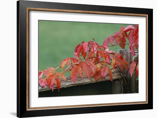 Virginia Creeper-Archie Young-Framed Photographic Print
