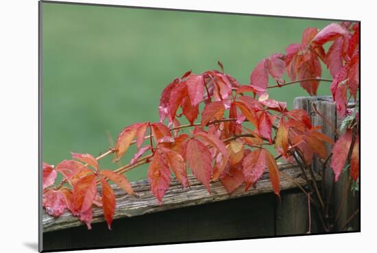 Virginia Creeper-Archie Young-Mounted Photographic Print