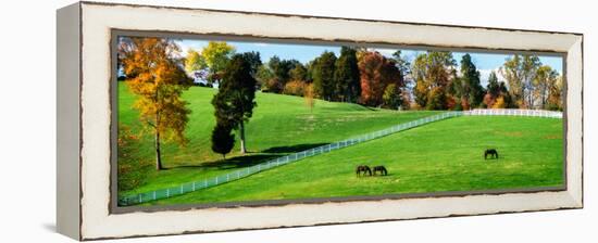 Virginia Horse Farm II-Alan Hausenflock-Framed Stretched Canvas