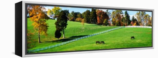 Virginia Horse Farm II-Alan Hausenflock-Framed Stretched Canvas