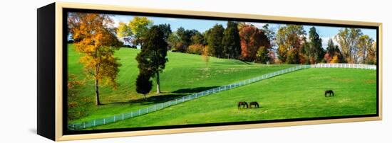Virginia Horse Farm II-Alan Hausenflock-Framed Stretched Canvas