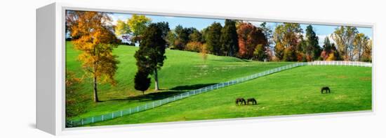 Virginia Horse Farm II-Alan Hausenflock-Framed Stretched Canvas