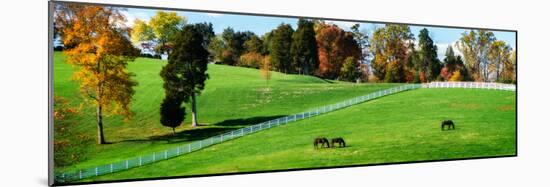 Virginia Horse Farm II-Alan Hausenflock-Mounted Photo