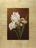 Tulipes dans un vase-Virginia Huntington-Framed Art Print