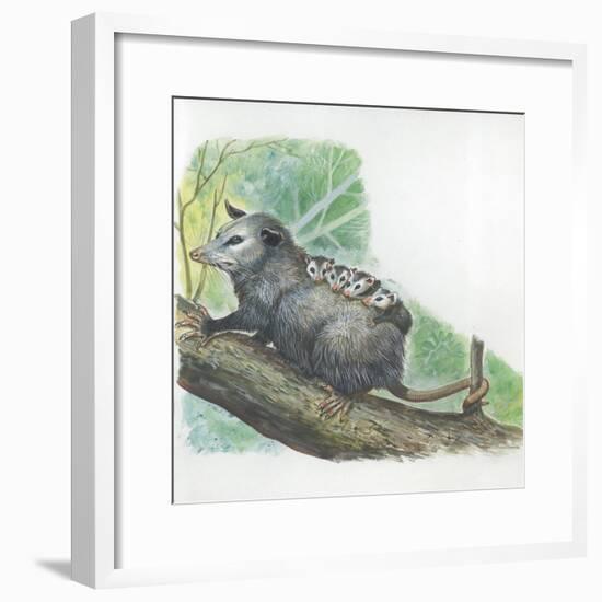 Virginia Opossum Didelphis Virginiana Carrying Cubs on Back-null-Framed Giclee Print