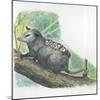 Virginia Opossum Didelphis Virginiana Carrying Cubs on Back-null-Mounted Giclee Print