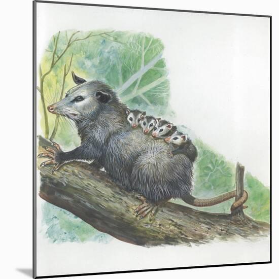 Virginia Opossum Didelphis Virginiana Carrying Cubs on Back-null-Mounted Giclee Print