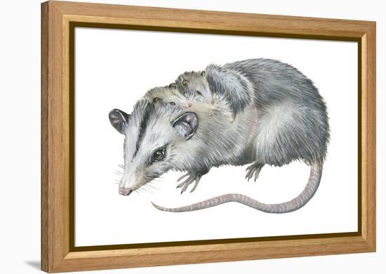 Virginia Opossum (Didelphis Virginiana), Marsupial, Mammals-Encyclopaedia Britannica-Framed Stretched Canvas