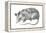 Virginia Opossum (Didelphis Virginiana), Marsupial, Mammals-Encyclopaedia Britannica-Framed Stretched Canvas