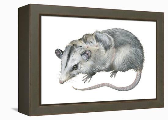 Virginia Opossum (Didelphis Virginiana), Marsupial, Mammals-Encyclopaedia Britannica-Framed Stretched Canvas