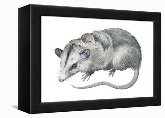 Virginia Opossum (Didelphis Virginiana), Marsupial, Mammals-Encyclopaedia Britannica-Framed Stretched Canvas