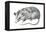 Virginia Opossum (Didelphis Virginiana), Marsupial, Mammals-Encyclopaedia Britannica-Framed Stretched Canvas